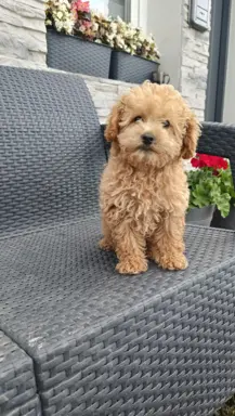 Pudel toy piesek 🧡 badania genetyczne 2