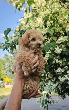 Pudel toy piesek 🧡 badania genetyczne 4