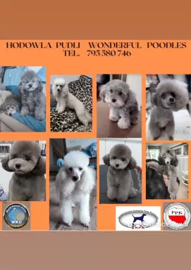 Pudel toy (teacup) srebrny / WKU 1
