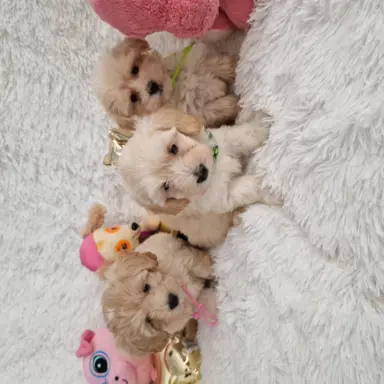Maltipoo f1 suczki i pieski 1