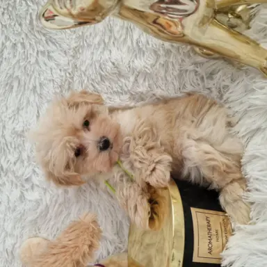 Maltipoo f1 suczki i pieski 2