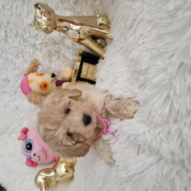 Maltipoo f1 suczki i pieski 3