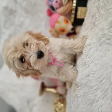 Maltipoo f1 suczki i pieski 4