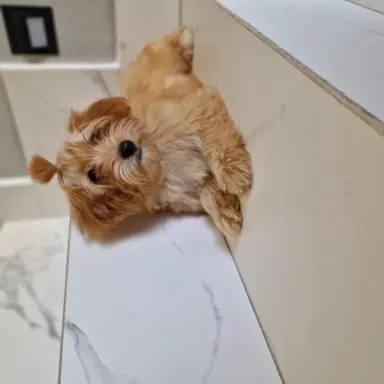 Maltipoo f1 suczki i pieski 5