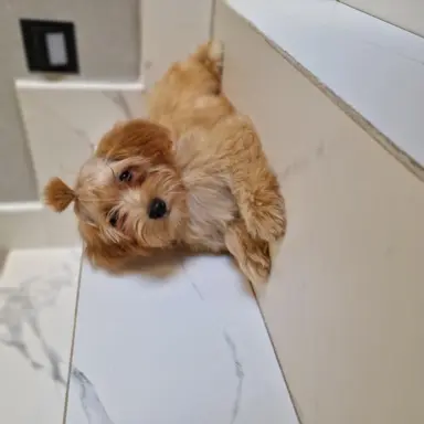 Maltipoo f1 suczki i pieski 8