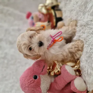 Maltipoo f1 suczki i pieski 6