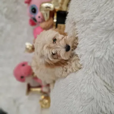 Maltipoo f1 suczki i pieski 7