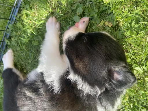 Szczenięta Border Collie ZKwP/FCI 7