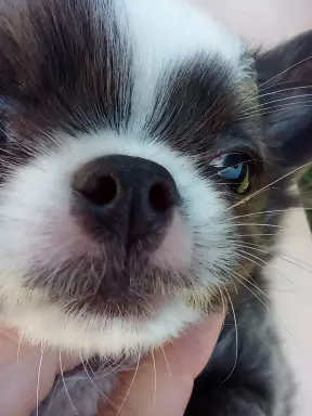 Chihuahua długowłosa piesek niebieski FCI 7