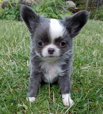 Chihuahua długowłosa piesek niebieski FCI 2
