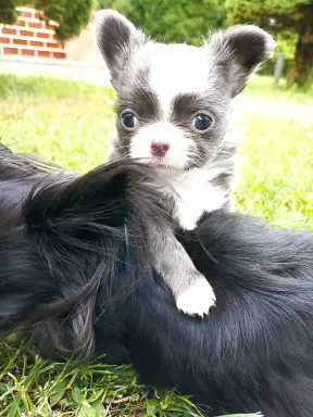Chihuahua długowłosa piesek niebieski FCI 6