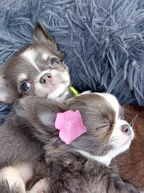 Chihuahua długowłosa piesek niebieski FCI 3
