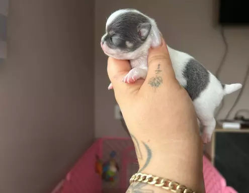 ***Maleńki xxs piesek chihuahua*** 5