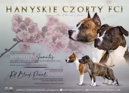 American Staffordshire Terrier Amstaff samiec 2