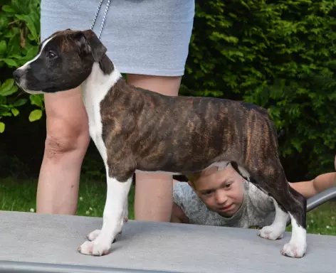 American Staffordshire Terrier Amstaff samiec 1