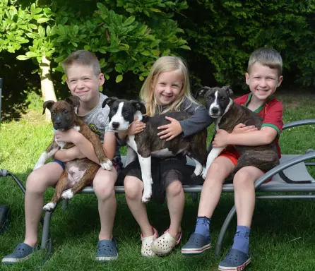 American Staffordshire Terrier Amstaff samiec 3