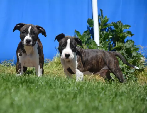 American Staffordshire Terrier Amstaff samiec 4