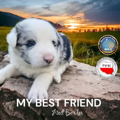 Szczenięta border collie 1