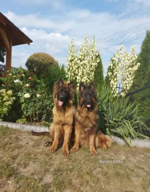 Szczenięta owczarka niemieckiego długowłosego 3