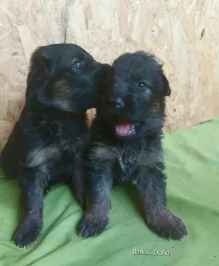 Szczenięta owczarka niemieckiego długowłosego 6