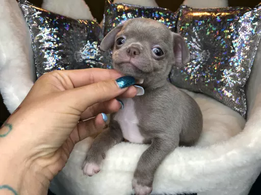 Chihuahua Liliowy Chłopczyk Gotowy Do Odbioru 1