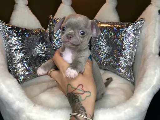 Chihuahua Liliowy Chłopczyk Gotowy Do Odbioru 2