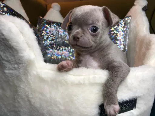 Chihuahua Liliowy Chłopczyk Gotowy Do Odbioru 4