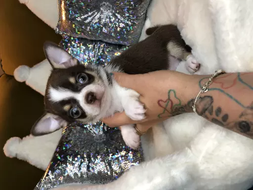 Chihuahua Krótkowłosy Chłopczyk Już Do Odbioru 6