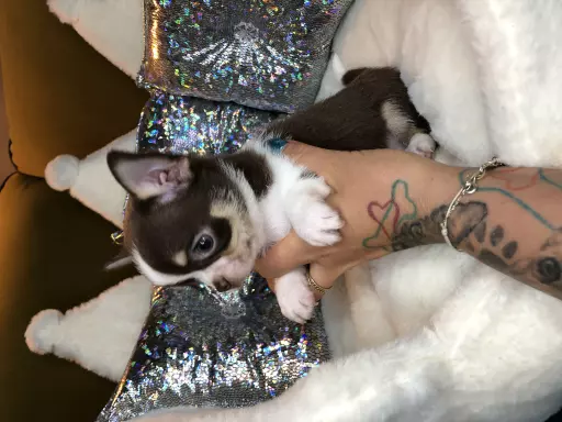 Chihuahua Krótkowłosy Chłopczyk Już Do Odbioru 5