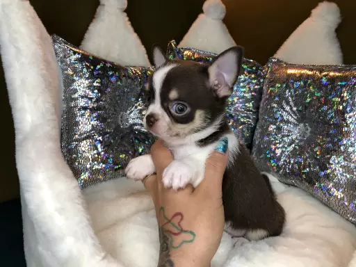Chihuahua Krótkowłosy Chłopczyk Już Do Odbioru 2