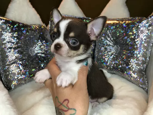 Chihuahua Krótkowłosy Chłopczyk Już Do Odbioru 1