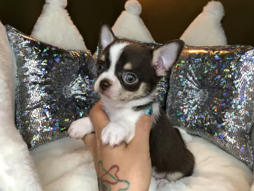 Chihuahua Krótkowłosy Chłopczyk Już Do Odbioru 4