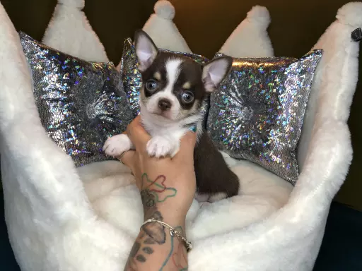 Chihuahua Krótkowłosy Chłopczyk Już Do Odbioru 3