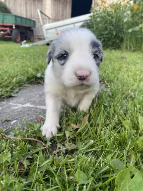 Szczenięta border collie 4