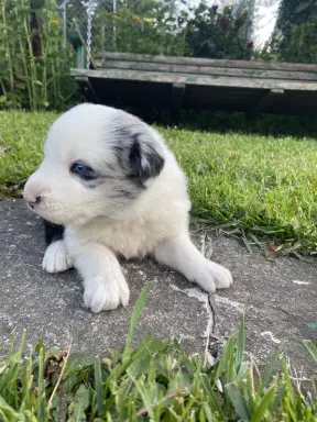 Szczenięta border collie 5