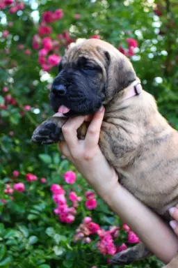Dog niemiecki żółty pręgowany szczenięta 2