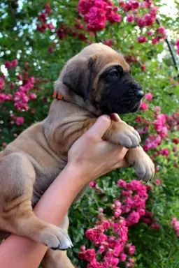Dog niemiecki żółty pręgowany szczenięta 3
