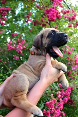 Dog niemiecki żółty pręgowany szczenięta 5