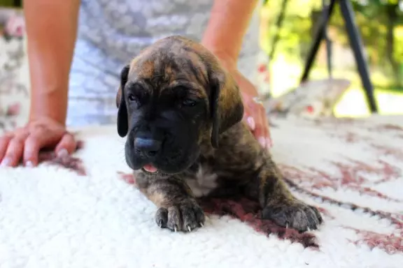 Dog niemiecki żółty pręgowany szczenięta 6