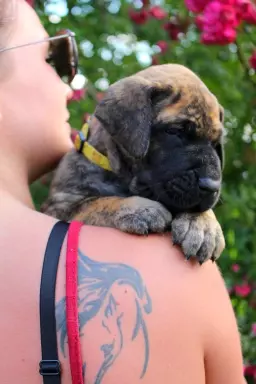 Dog niemiecki żółty pręgowany szczenięta 7