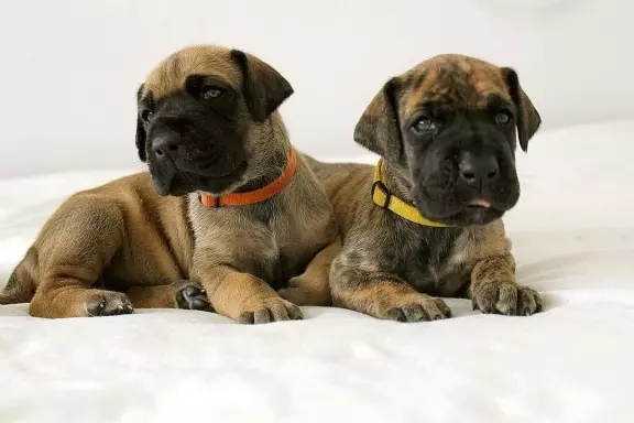 Dog niemiecki żółty pręgowany szczenięta 8