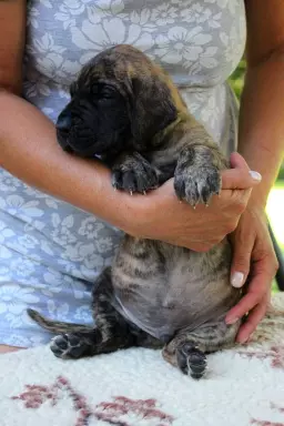 Dog niemiecki żółty pręgowany szczenięta 9