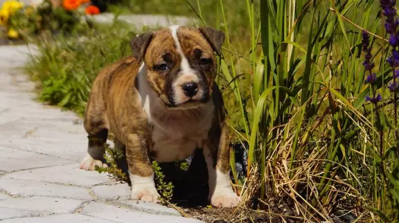 Mocne szczenięta Amstaff,  do odbioru,  suczki 1