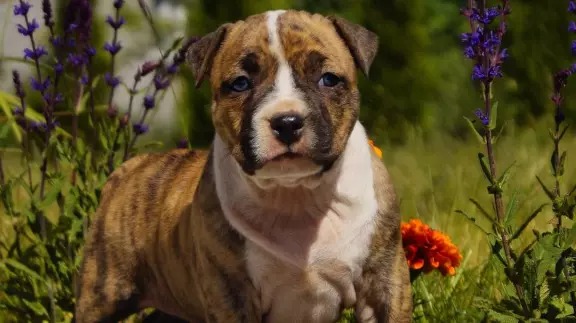 Mocne szczenięta Amstaff,  do odbioru,  suczki 2