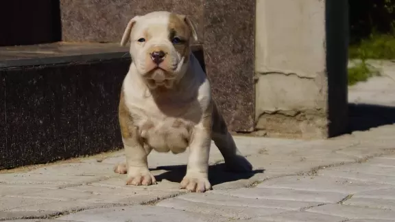 Mocne szczenięta Amstaff,  do odbioru,  suczki 3