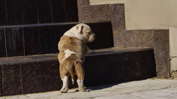 Mocne szczenięta Amstaff,  do odbioru,  suczki 4