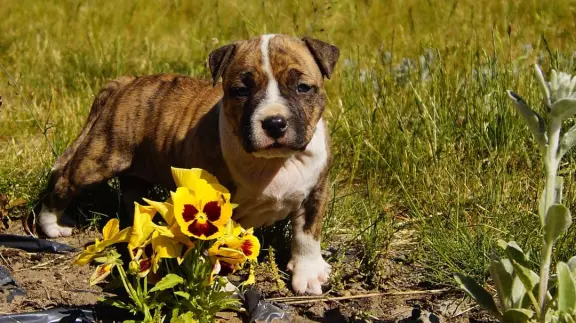Mocne szczenięta Amstaff,  do odbioru,  suczki 5