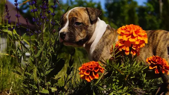 Mocne szczenięta Amstaff,  do odbioru,  suczki 6