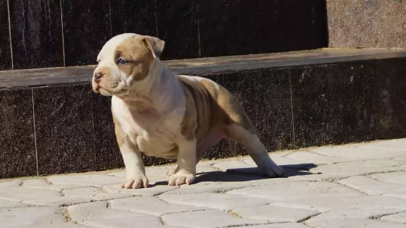 Mocne szczenięta Amstaff,  do odbioru,  suczki 7
