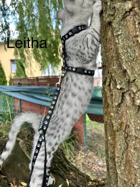 Koty Egipskie Mau małe gepardy 1